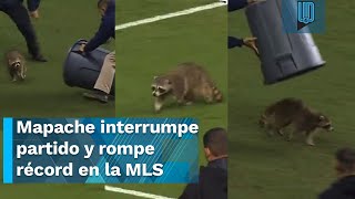 ¡DE LOCOS Mapache interrumpe partido y rompe récord en la MLS [upl. by Orutra]