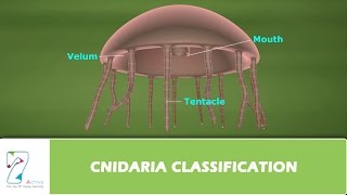 CNIDARIA CLASSIFICATION [upl. by Htebazileyram238]