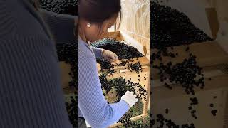 Cleaning mountain huckleberry organic wild fruit viralvideo [upl. by Germin243]