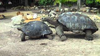 Giant Tortoises Mate at Busch Gardens in Florida [upl. by Rosella830]