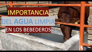 AGUA LIMPIA PARA EL GANADO BEEFMASTER SUPREMO EPISODIO 16 [upl. by Arundel430]