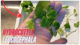 Comment préparer une plante Hydrocotyle leucocephala [upl. by Leroi]