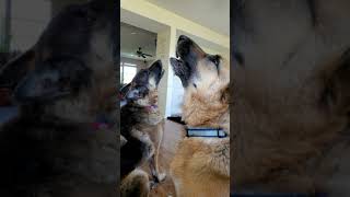 German Shepherds howling [upl. by Minna]