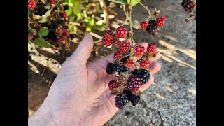 3 wild conglomerate berries growing in Oregon [upl. by Parsons]