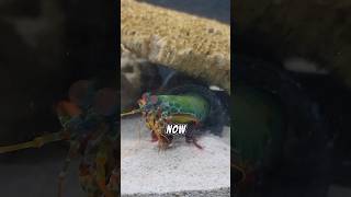 Can A Mantis Shrimp Really Break Glass mantisshrimp [upl. by Tomi]