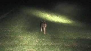 Professional Rabbit Control Part 1 by Landmark Ferret Films [upl. by Drain592]