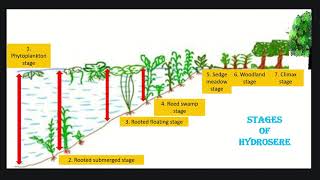 Hydrosere or Hydrarch succession ecology succession kset csirnet [upl. by Kippar807]