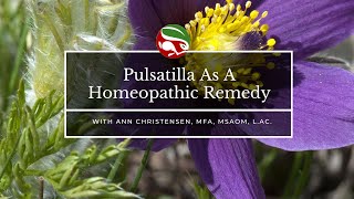 Pulsatilla As A Homeopathic Remedy [upl. by Ayotl106]