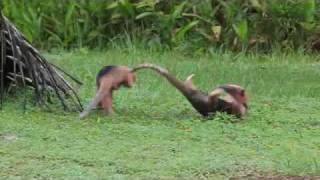 Anteaters Fight in the Wildwmv [upl. by Fin]