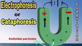 Electrophoresis or Cataphoresis 09  Surface Chemistry  Class 12thNEET IITJEE [upl. by Guenzi]