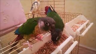 Les 5 choses a savoir sur les conures [upl. by Octavia]