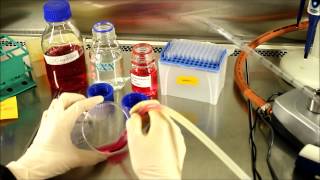 Bad practices in cell culture room [upl. by Solley]