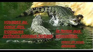 la ferme aux crocodiles [upl. by Albertson513]