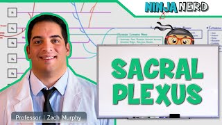 Neurology  Sacral Plexus [upl. by Rowley]