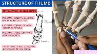 CMC JOINT OF THUMB HAND COMPLEX BIOMECHANICSPhysiotherapy [upl. by Attela]