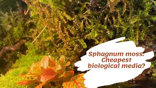 Using Live Sphagnum Moss as Biological Media in Aquarium [upl. by Odawa]