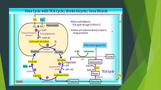 link of urea cycle to tca cycle [upl. by Eiresed]