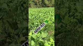 Radishes HealthyPlot BottomlandAddictionFoodPlots RiverRdRanch [upl. by Brownley]