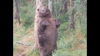 Giant fat bear at Brooks Falls [upl. by Cilka]