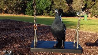 Visiting Australian Magpies Around My Neighbourhood [upl. by Brennan]