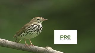 Ovenbird Bird Sound Bird Call for Pro Hunters [upl. by Gavrielle]