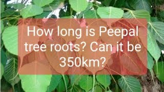 How long can a root of Peepal tree grow Can it be more than 350km [upl. by Bal]