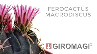 Ferocactus macrodiscus [upl. by Aciretahs]