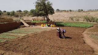 Dry Season Gardens of Nagboo Ghana 4K [upl. by Yblok]