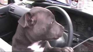 CUTE PUPPY Staffordshire Bull Terrier named Gary D [upl. by Nahama]