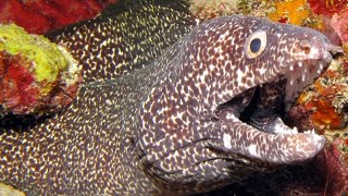 Facts The Spotted Moray Eel [upl. by Antonin90]