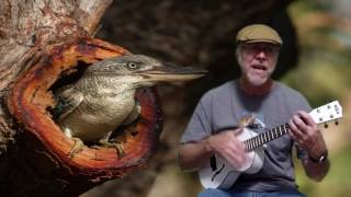 Kookaburra song 277th season of the ukulele for the kids [upl. by Dorion]