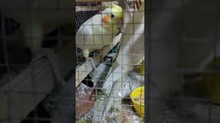 Cockatiel sound angry sound cockatiel cockatielsounds cockatielvoice [upl. by Nnaesor]