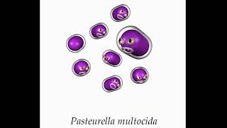 Pasteurella multocida [upl. by Prochora]