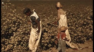 Daily Life as a Cotton Picker  Documentary Clip [upl. by Mandych]