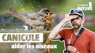 6 règles dor pour aider les oiseaux en été No 385 [upl. by Siskind121]