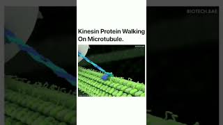 Kinesin Walk research lab biology [upl. by Hsot33]