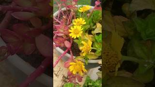 karisalankanni yellow color  false daisy plant  herbal plant [upl. by Janine]