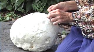 Edible Mushrooms Giant Puffball [upl. by Attenauqa]