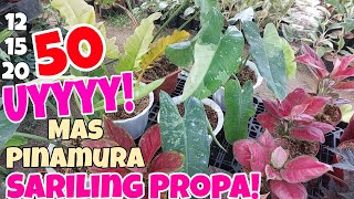 Mas Mura mo Mabibili  May Diskarte si Nanay plants garden houseplants [upl. by Hajan]