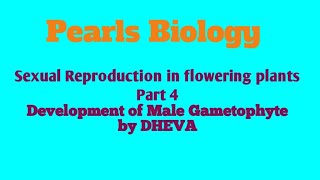 Development of Male Gametophyte in Plants [upl. by Osnerol809]