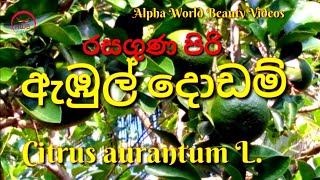 Ambul DodamCitrus aurantiumඇඹුල් දොඩම් Sour Orange [upl. by Marlie909]