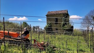 Trinciatura nella vigna di Aglianico Cesco di Nece Mustilli [upl. by Brandea]