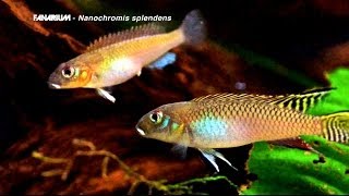 Nanochromis splendens [upl. by Eidnak]