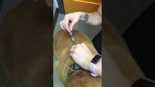 Dog Cartrophen Injection Demonstration  Winrose Animal Hospital [upl. by Hosfmann]