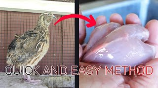 how to Process Quail [upl. by Mechling]