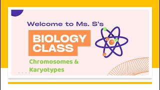 Chromosomes amp Karyotypes [upl. by Sorce494]