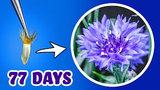 Growing CornflowerBachelors Button Time Lapse  Seed to Flowers 77 Days [upl. by Ardin]