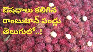 Medicinal rambutan fruits in telugu  Nephelium lappaceum  about Telugu [upl. by Burwell]