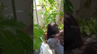 How do I take care of my Draceana Lime light dracaena indoorplants plants shorts [upl. by Sitarski]