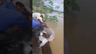 Pesca de piraiba o valenton de 160kg [upl. by Carlita]